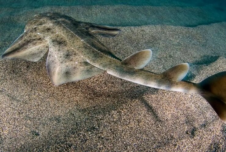 یک فرشته کمیاب در آبها دیده می شد 9 یک فرشته کمیاب در آبها دیده می شد