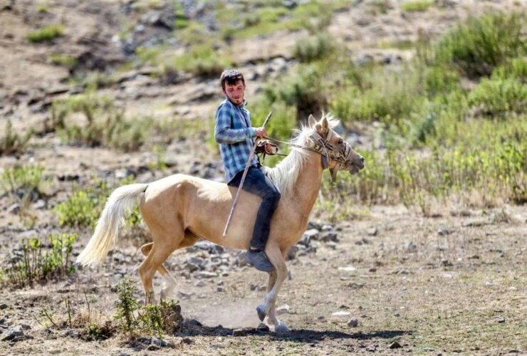 تصاویر مهاجرت قبیله