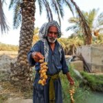 تصاویر بازگشت زندگی به درختان نخل خوزستان