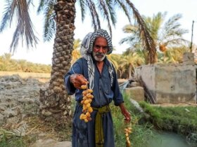 تصاویر بازگشت زندگی به درختان نخل خوزستان