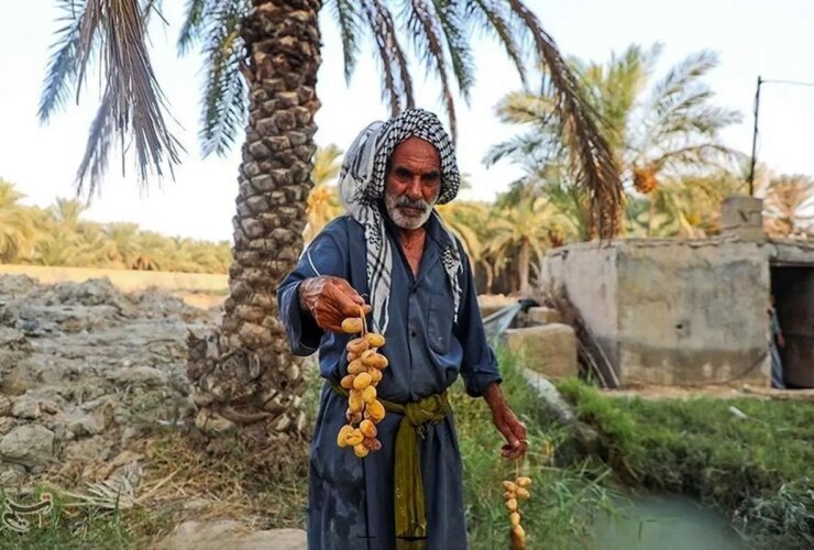 تصاویر بازگشت زندگی به درختان نخل خوزستان