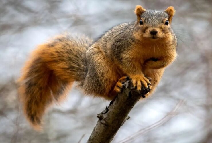 برای دیدن حمله سریع و غافلگیرانه فاکس