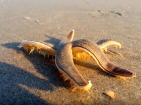 موجودات قدیمی قدیمی تر از دایناسورهایی که هنوز زنده هستند 3 موجودات قدیمی قدیمی تر از دایناسورهایی که هنوز زنده هستند