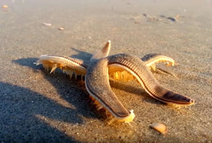 موجودات قدیمی قدیمی تر از دایناسورهایی که هنوز زنده هستند 26 موجودات قدیمی قدیمی تر از دایناسورهایی که هنوز زنده هستند