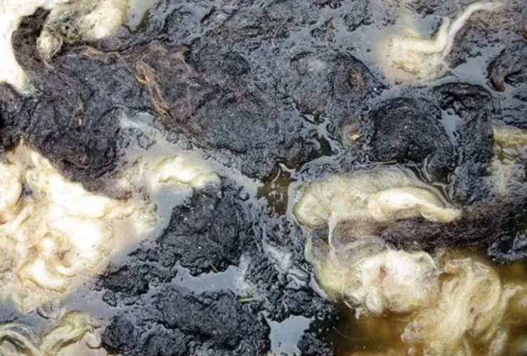 داستان جالب مکمل های پشم گوسفند و ویتامین D3 18 2