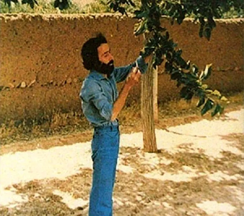 سوسن