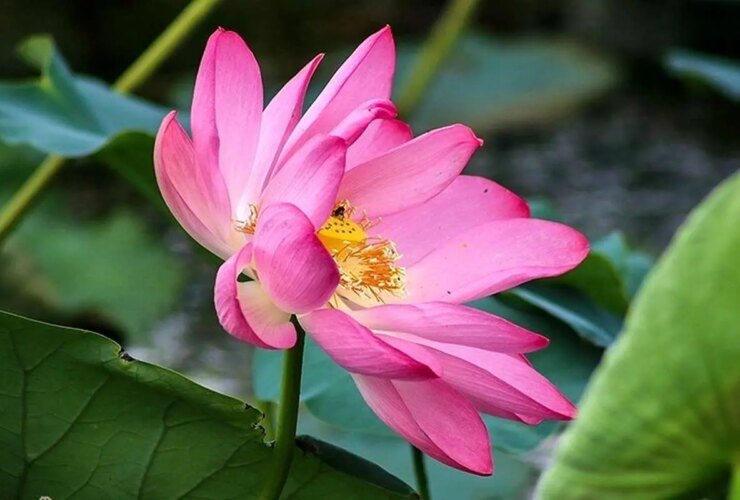 تصاویر صالح گیلان ؛ بهشت تالاب ها برای گردشگران