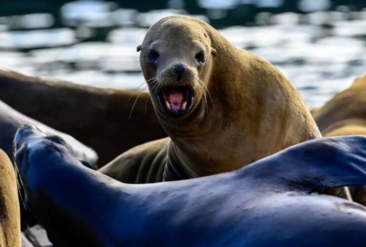 تصاویر شیرهای دریایی ؛ مرکز جاذبه گردشگری سانفرانسیسکو