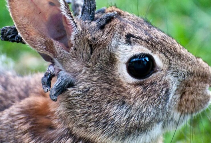 عکس ضایعات عجیب در بدن گوزن و خرگوش در آمریکا 27 عکس ضایعات عجیب در بدن گوزن و خرگوش در آمریکا