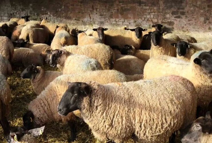 قیمت زنده امروز جمعه ، 31 آگوست ؛ گوساله گوساله ارزان ، آرام