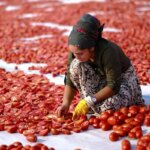 تصاویر باشکوه از خشک شدن گوجه فرنگی در دیاربار