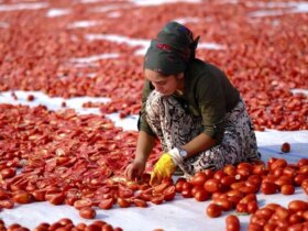 تصاویر باشکوه از خشک شدن گوجه فرنگی در دیاربار