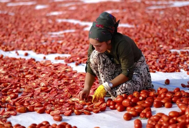 تصاویر باشکوه از خشک شدن گوجه فرنگی در دیاربار