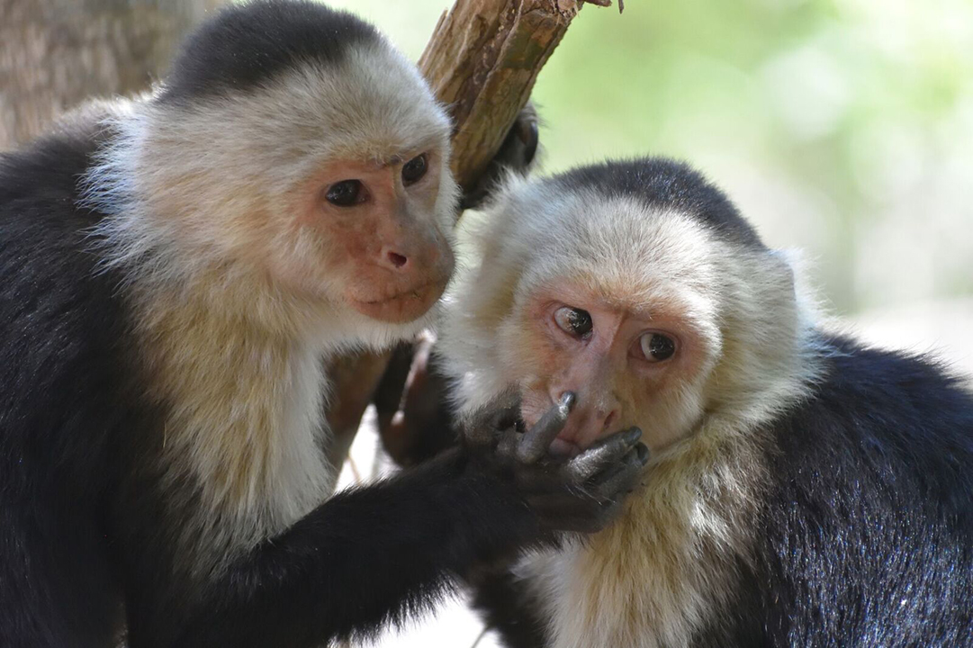 P11.-capuchins-susan-perry-in-sose10-همه