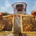 تصاویر وقتی باغ ها لانه زنبوری هستند