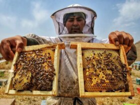 تصاویر وقتی باغ ها لانه زنبوری هستند