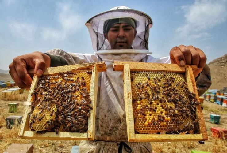 تصاویر وقتی باغ ها لانه زنبوری هستند