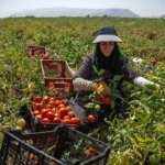 تصاویر قرمز گوجه فرنگی تابستانی در کامیون