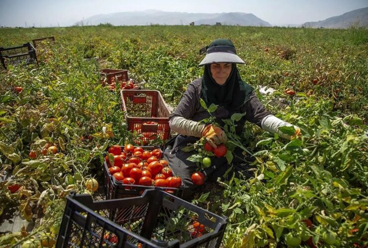 تصاویر قرمز گوجه فرنگی تابستانی در کامیون