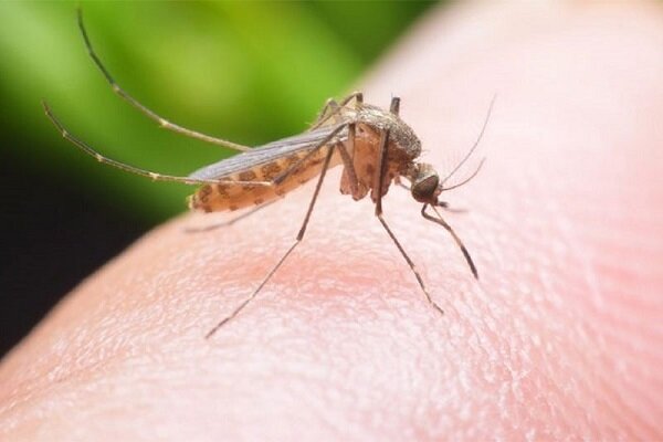 Aedas Mosquito ، حامل اصلی Chicongonia