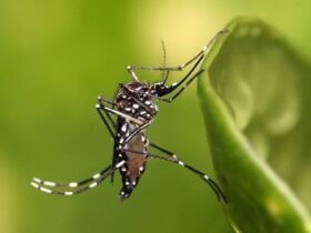 Aedas Mosquito ، حامل اصلی Chicongonia