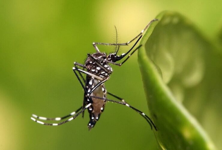 Aedas Mosquito ، حامل اصلی Chicongonia