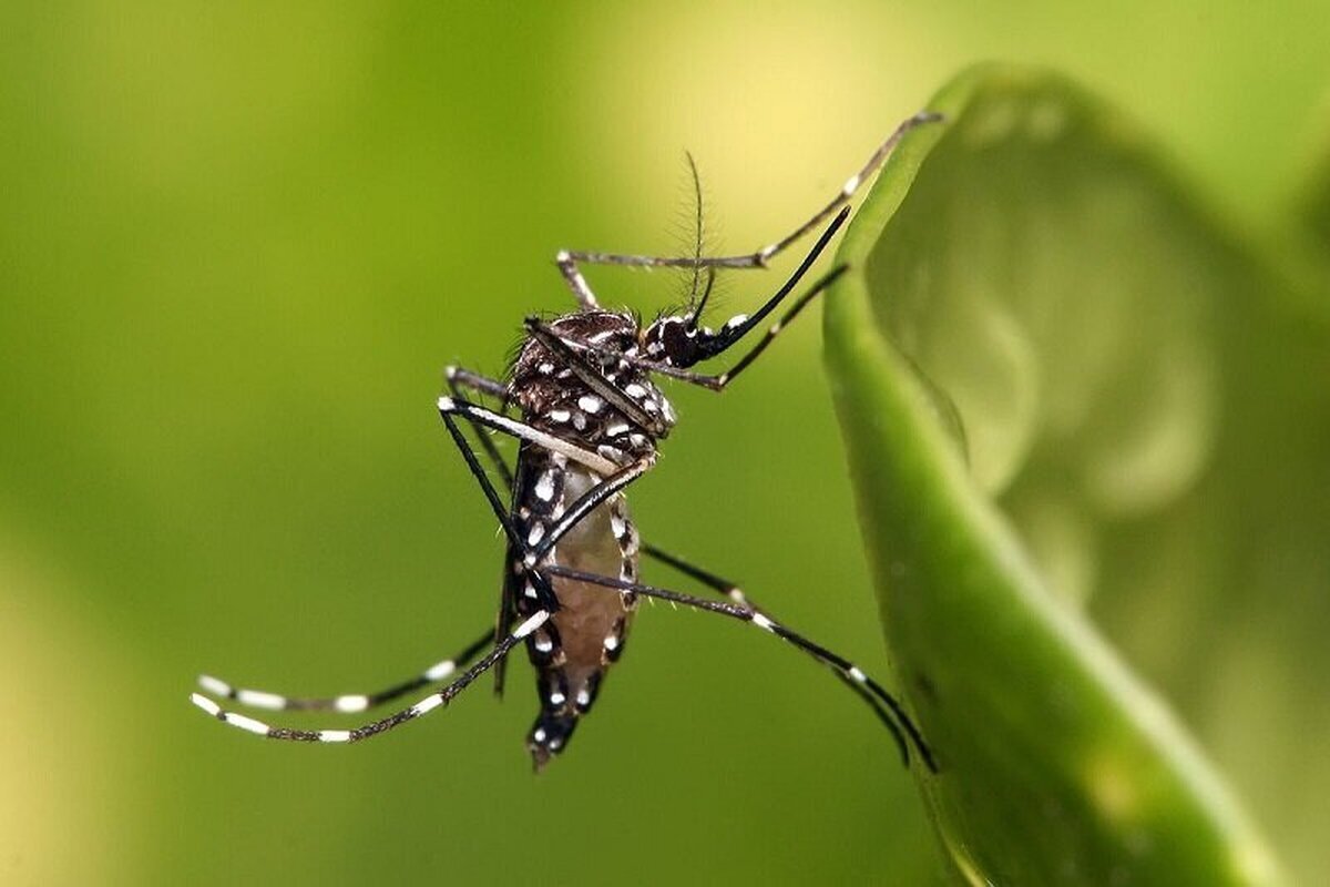 Aedas Mosquito ، حامل اصلی Chicongonia