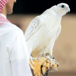 تصاویر یک شاهین نادر 2 میلیارد دلار فروخته است