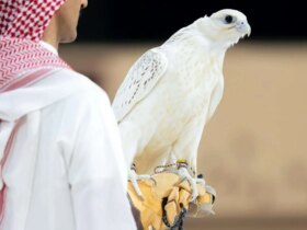 تصاویر یک شاهین نادر 2 میلیارد دلار فروخته است