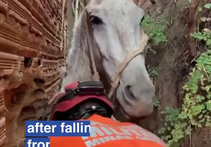 اسب نجات که توسط آتش نشانان در پرتگاه گرفتار شده است 18 اسب نجات که توسط آتش نشانان در پرتگاه گرفتار شده است