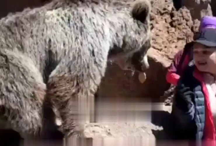 اگر خرس را ببینید چه کاری باید انجام دهید؟