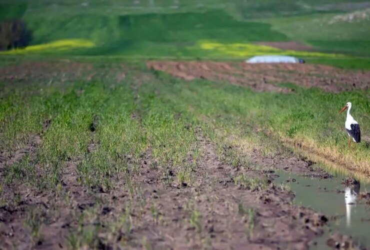 بحران کمبود آب در ایران ؛ تالاب هاشیلان خشک شد