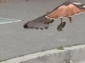 برای دیدن şahin ماوس را به ساده ترین روش شکار کرد