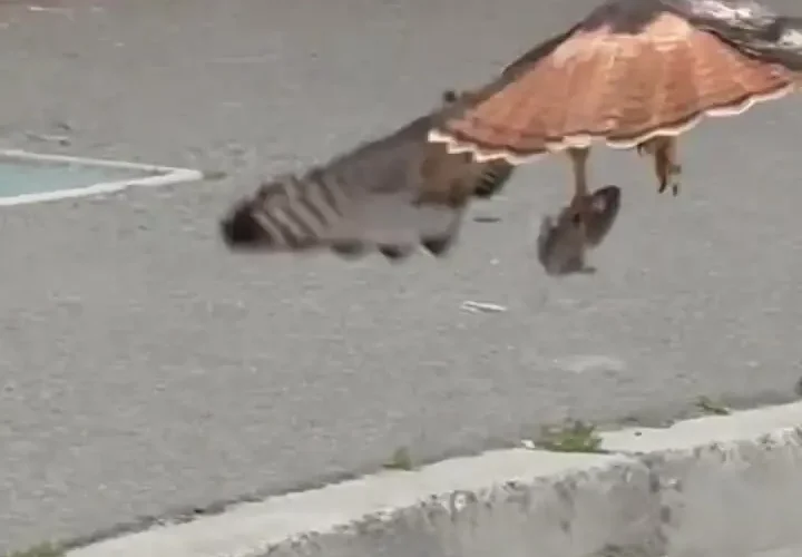 برای دیدن şahin ماوس را به ساده ترین روش شکار کرد