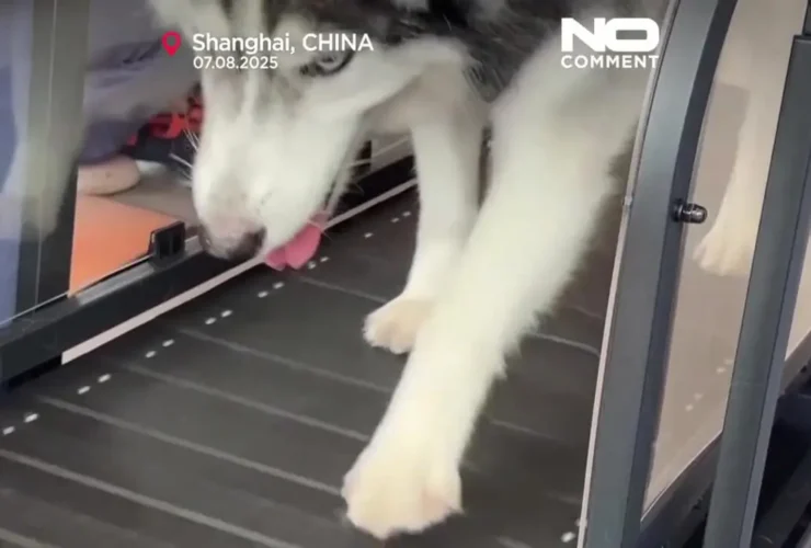 برای دیدن افتتاح اولین مرکز تناسب اندام سگ در شانگهای 19 برای دیدن افتتاح اولین مرکز تناسب اندام سگ در شانگهای