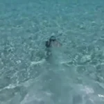 برای دیدن تجربه شنا دلفین با جت جدید زیر آب