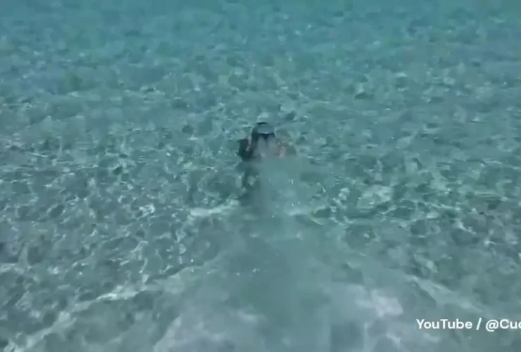 برای دیدن تجربه شنا دلفین با جت جدید زیر آب