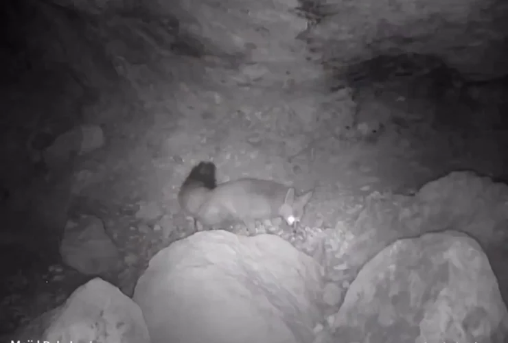 برای دیدن ثبت ترافیک حیوانات در یک گذرگاه در لورستان 14 برای دیدن ثبت ترافیک حیوانات در یک گذرگاه در لورستان