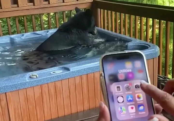 برای دیدن حمام خرس سیاه لوکس در خانه جکوزی!