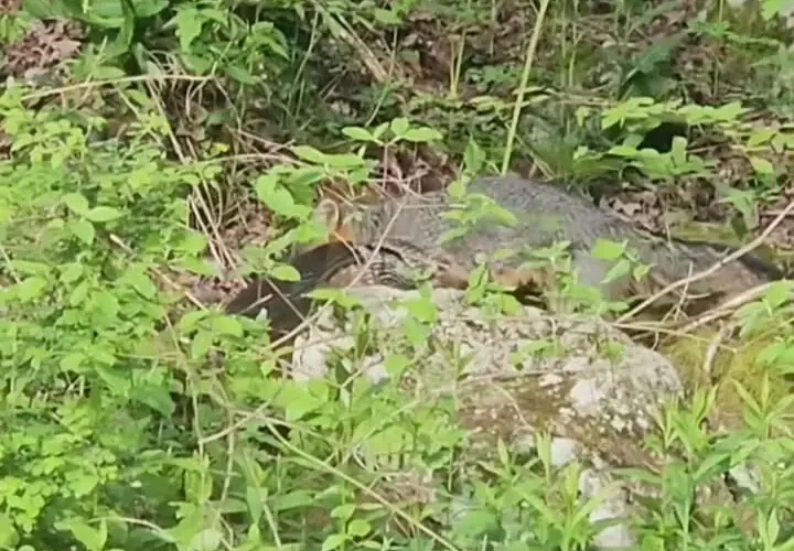 برای دیدن حمله Tilkin به Türkiye