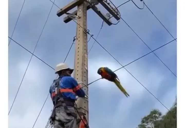 برای دیدن دارایی غافلگیر کننده طوطی ماکائو 21 برای دیدن دارایی غافلگیر کننده طوطی ماکائو