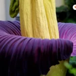 برای دیدن رشد نادر "گل" با بوی تحسین بازدید کنندگان