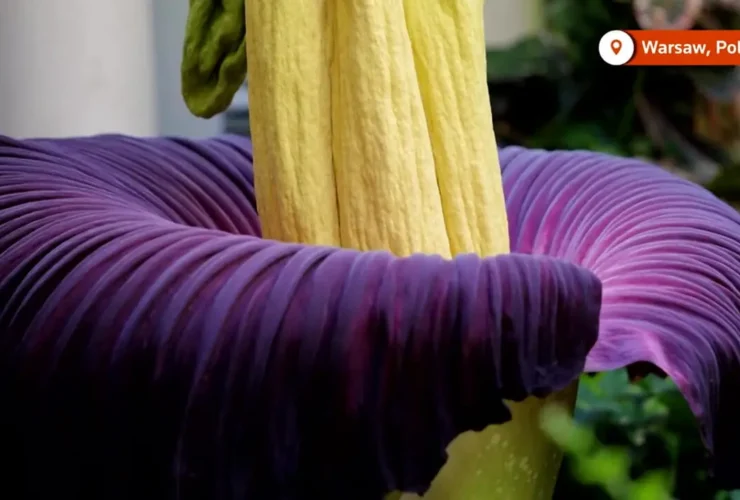 برای دیدن رشد نادر "گل" با بوی تحسین بازدید کنندگان