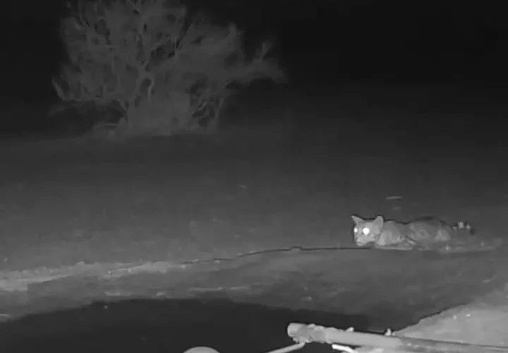 برای دیدن روباه های آسیایی و گربه های وحشی در آبشار در خوزستان