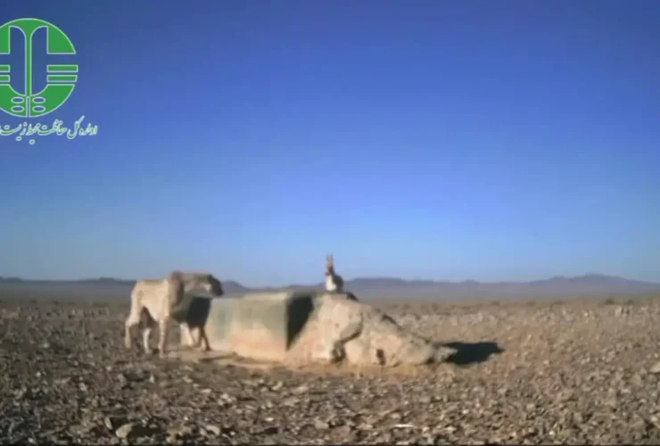 برای دیدن سابقه رویارویی منحصر به فرد حصار و قبر آسیا در توران 25 برای دیدن سابقه رویارویی منحصر به فرد حصار و قبر آسیا در توران