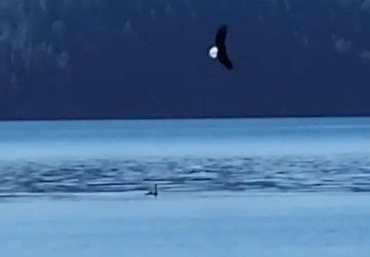 برای دیدن سابقه یک لحظه نادر از حمله کشنده عقاب 26 برای دیدن سابقه یک لحظه نادر از حمله کشنده عقاب