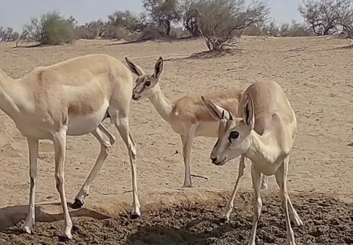 برای دیدن ساخت و ساز ساحلی برای منطقه حفاظت شده Ahwan Misadagh 25 برای دیدن ساخت و ساز ساحلی برای منطقه حفاظت شده Ahwan Misadagh