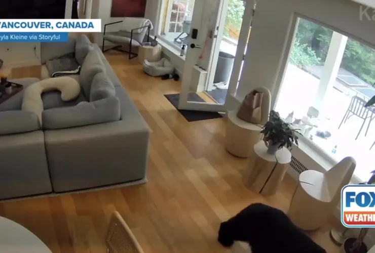 برای دیدن سگ کوچک از خانه مالک فرار کرد