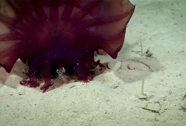 برای دیدن مشاهده "هیولا مرغ بدون سر" در اعماق اقیانوس