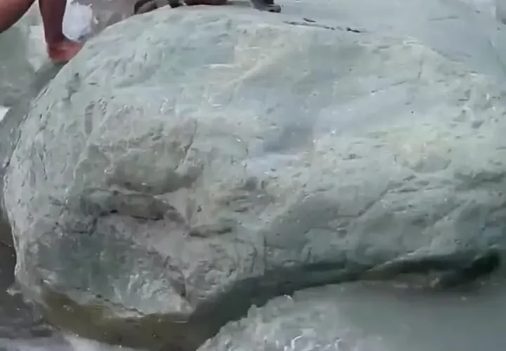 برای دیدن میمون گرفتار شده در رودخانه کشمیر را نجات دهید